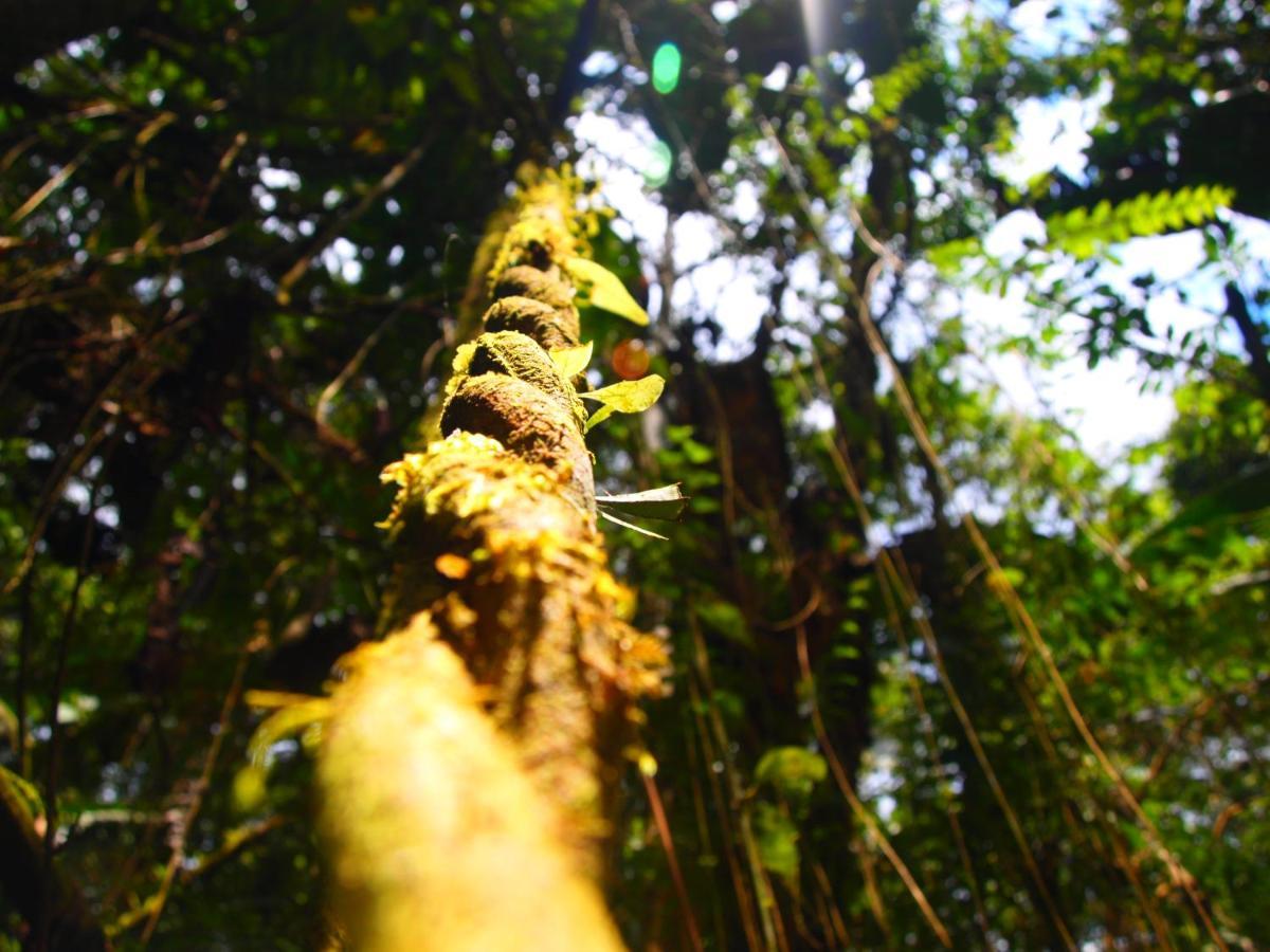 Casa En Santuario Natural En La Amazonia Villa Veracruz  Dış mekan fotoğraf