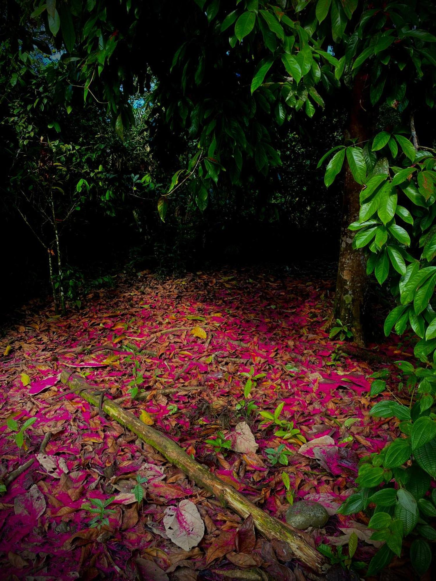 Casa En Santuario Natural En La Amazonia Villa Veracruz  Dış mekan fotoğraf